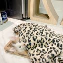 강남고양이 분양 히어로펫 이미지