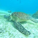 F42 | 보홀 여행 4박 5일 항공권 최저가 액티비티 맛집 모음