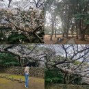 삼성혈 문화의 거리 | 제주여행 4월 가볼 만한 곳 벚꽃 구경 제주 벚꽃 명소 한반도에서 가장 오래된 유적 삼성혈