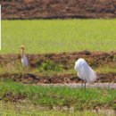 마지2리 이미지