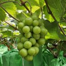 오룡농장 이미지