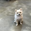 헤어도로시 | 경기광주 경안동 도로시헤어 방문 후기(커트비용)