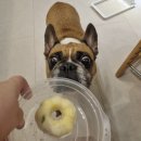 베러댕댕 이미지