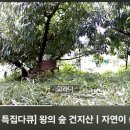 천년숲서로(동) | [공지] JTV특집 "왕의숲 건지산"에 출연한 건지산복숭아농부