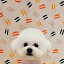 이쁘개왈왈 이미지