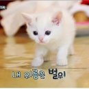 안녕,고양이 이미지