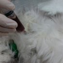 용원동물병원 이미지