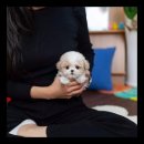 유앤미펫 강아지분양 고양이분양 위례점 이미지