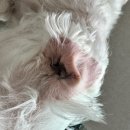 어썸펫 동물병원 이미지