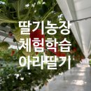 비젼아이어린이집 | 인천 계양 딸기농장 아라딸기 어린이날 아이랑 딸기체험 후기