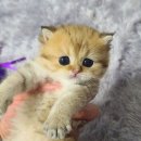 르샤보떼 이미지