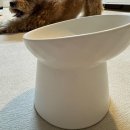 화이트펫# | 강아지 밥그릇 추천 말티푸 딩동펫 세라믹 식기 화이트 사용 후기