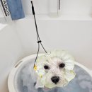 쁘니애견 이미지