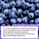 양양블루베리