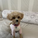 불닭발땡초동대문엽기떡볶이천안신방점 이미지