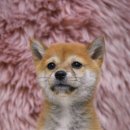 서산벤지 이미지