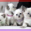 도레미캣 고양이분양 남양주 다산점 이미지