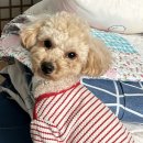 1847 | [❤️입양후기❤️] 1847. 호두🐶