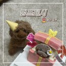 멍프레시 | 부산강아지케이크 덕천 멍프레시 고양이케이크 수제간식