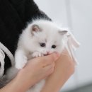 뮤뮤캣 이미지