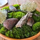 더 노마(The Noma) 이미지