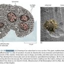 FIBROBLASTS AND THEIR TRANSFORMATIONS: THE CONNECTIVE-TISSUE CELL FAMILY - 정리해야 이미지