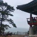 서천 마량리 동백나무 숲 이미지