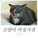 고양이 이미지
