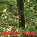 5코스 산행.17 (원본은 약초 매니아 카페) 이미지