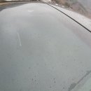 하천섬(솔밭) 이미지