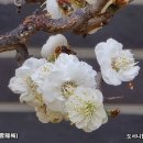 여의주 이미지