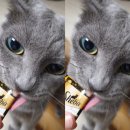 양산펫샵119