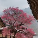 여행 이야기 - 오매, 매화 피겄네 !… 남녘으로 이른 봄꽃나들이/ 홍매화·산수유·벚꽃... 미리 떠나는...