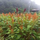 아마란스 이미지