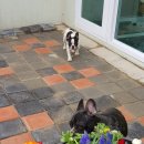 불독하우스 이미지