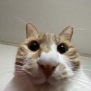 일일분식