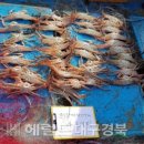 동해-단속-43 이미지