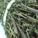 인진쑥농장 이미지