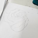색연필 보태니컬 아트 이미지
