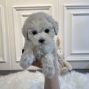 애니멀즈 강아지분양 고양이분양 대전점 이미지