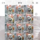돌리샵 이미지