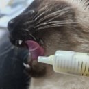 제트피바이오 | 반려묘 단백질 유산균 영양제 추천!