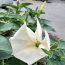 나비점빵