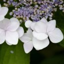차수국 오도리코 아마차-Hydrangea serrata 'Odoriko Amacha' 이미지