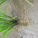 수원-1977 이미지