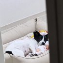 기영 | 아산 포포스레스큐 강아지 임시보호 후기-기영(5)