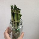 다이소안산일동점