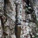 장수하늘소 이미지