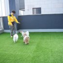 옐레드 애견유치원 & 애견호텔 대전노은점 이미지