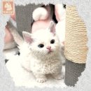 바우홀릭 강아지고양이분양 잠실점 | 광주시고양이분양 역시 믿을만한 곳이 최고여